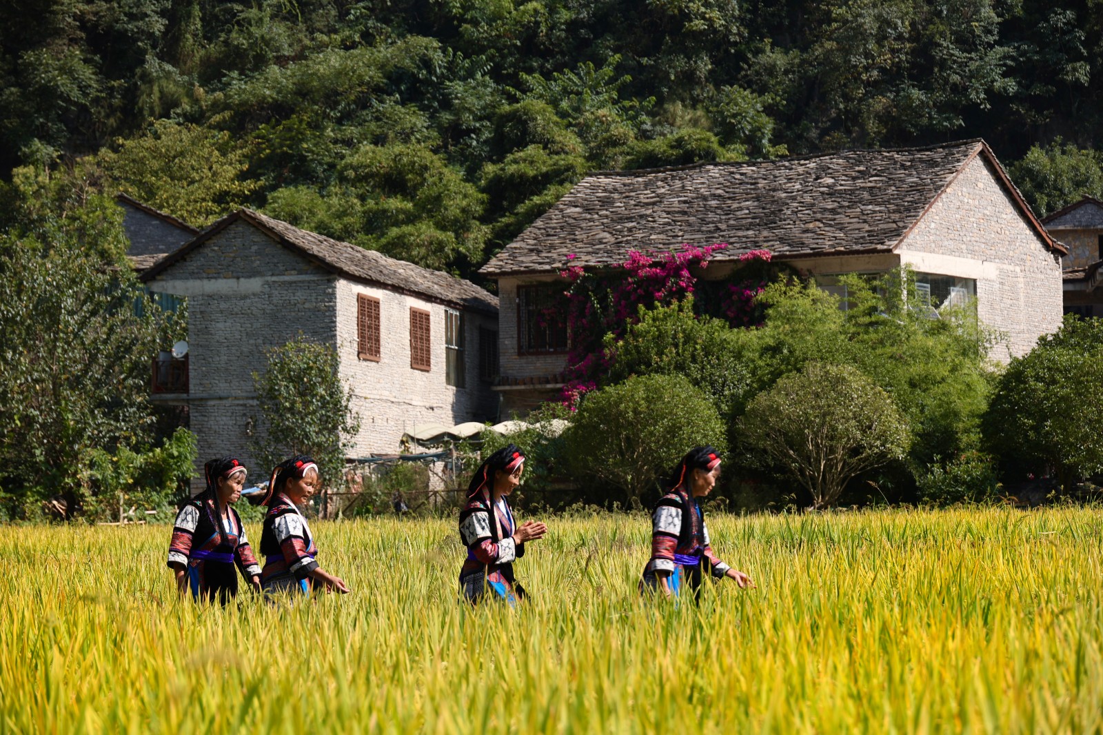 喜讯!高荡布依山村保护更新项目获国际知名建筑奖Architizer A+Awards中的Special Mention(荣誉提名奖)